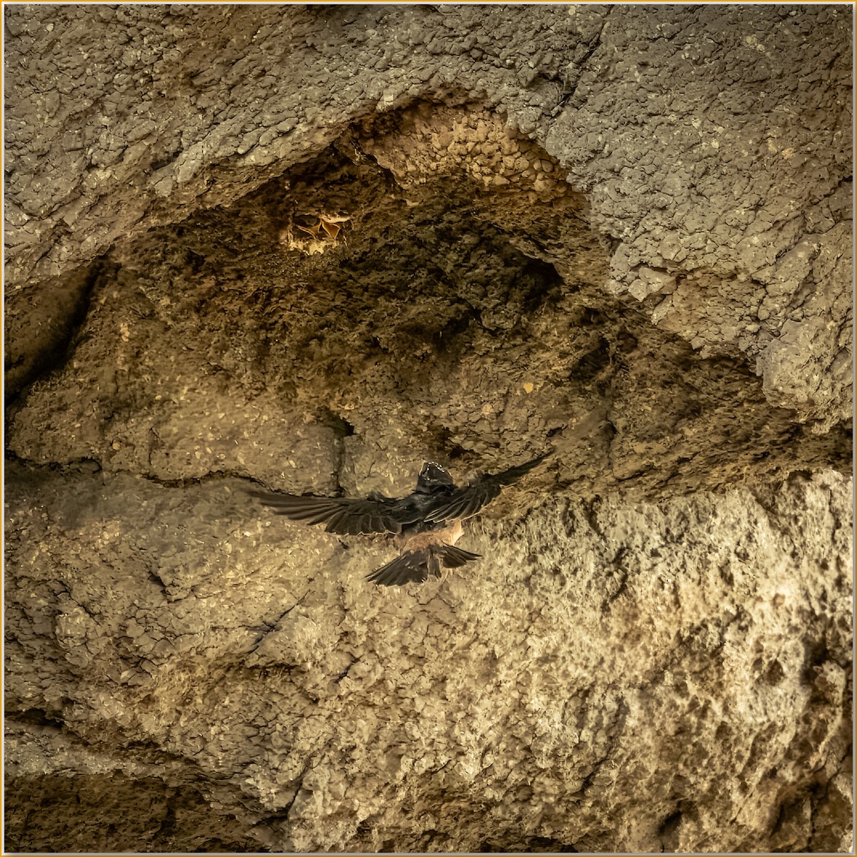 Golondrina Risquera - ML642103654