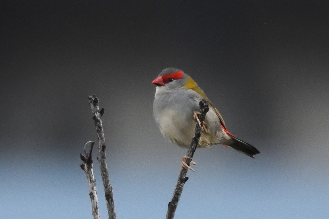 Red-browed Firetail - ML642103655