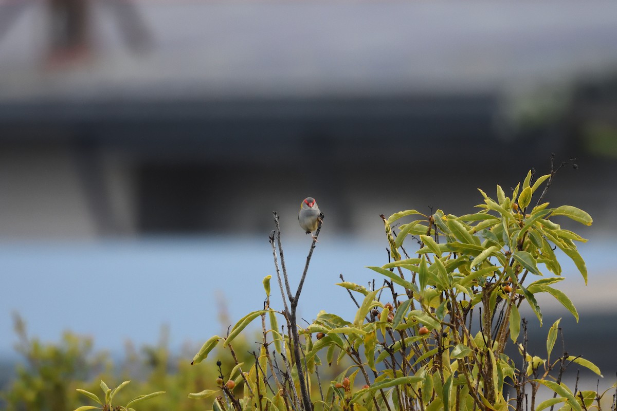 Red-browed Firetail - ML642103656