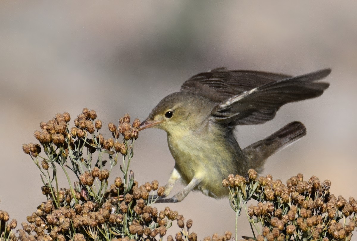 Icterine Warbler - ML642103657