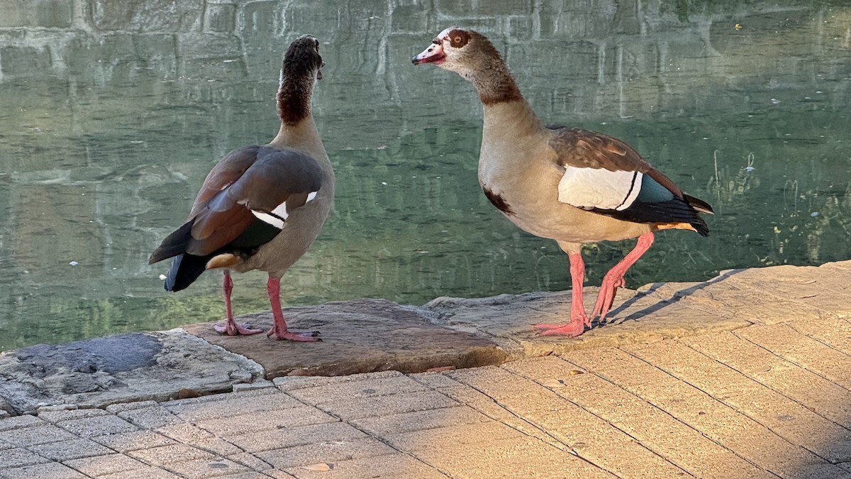 Egyptian Goose - ML642103658
