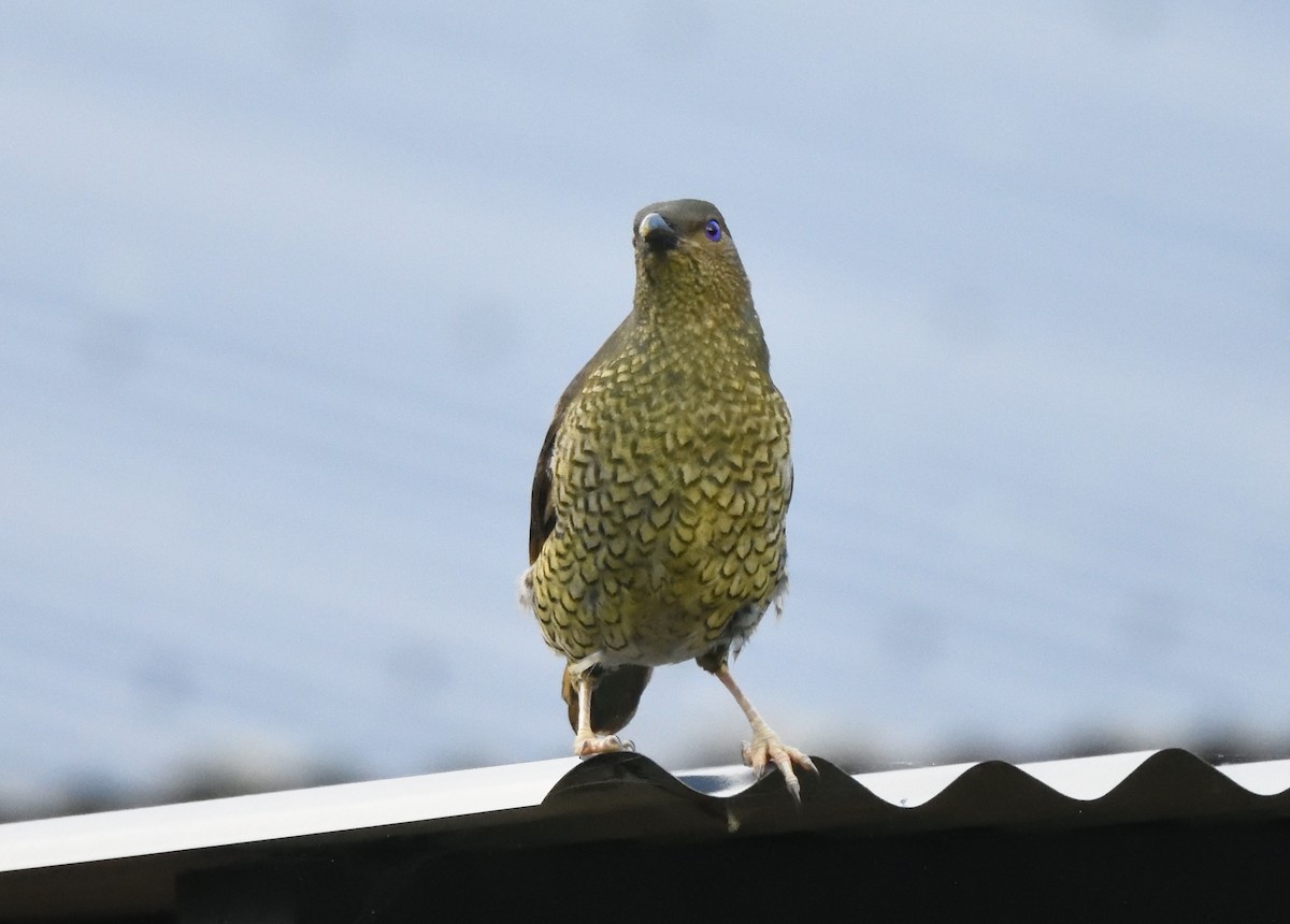 Satin Bowerbird - ML642103665