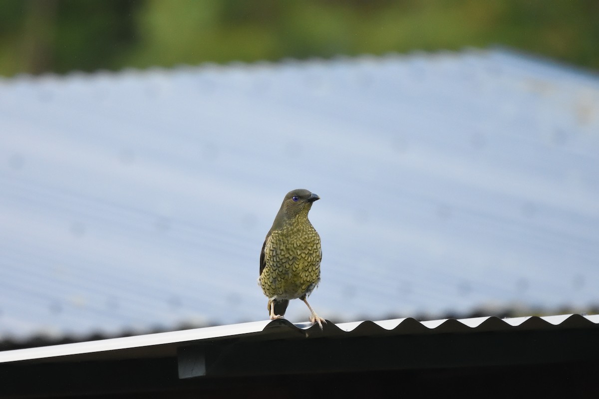 Satin Bowerbird - ML642103666