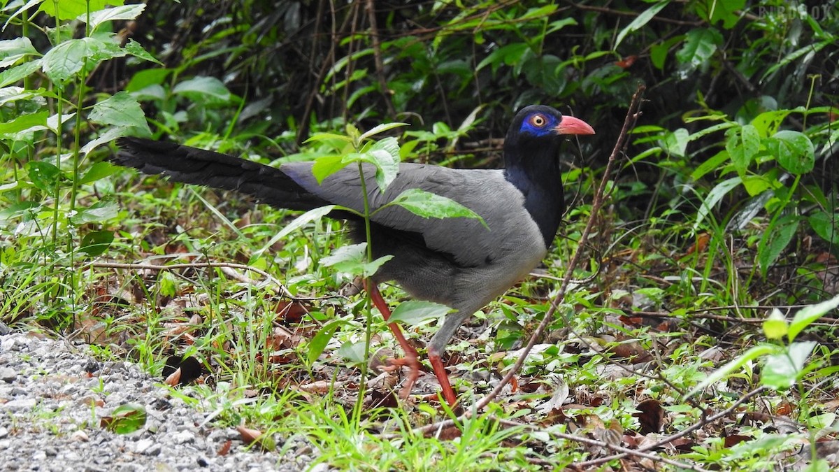 Coral-billed Ground-Cuckoo - ML642103667