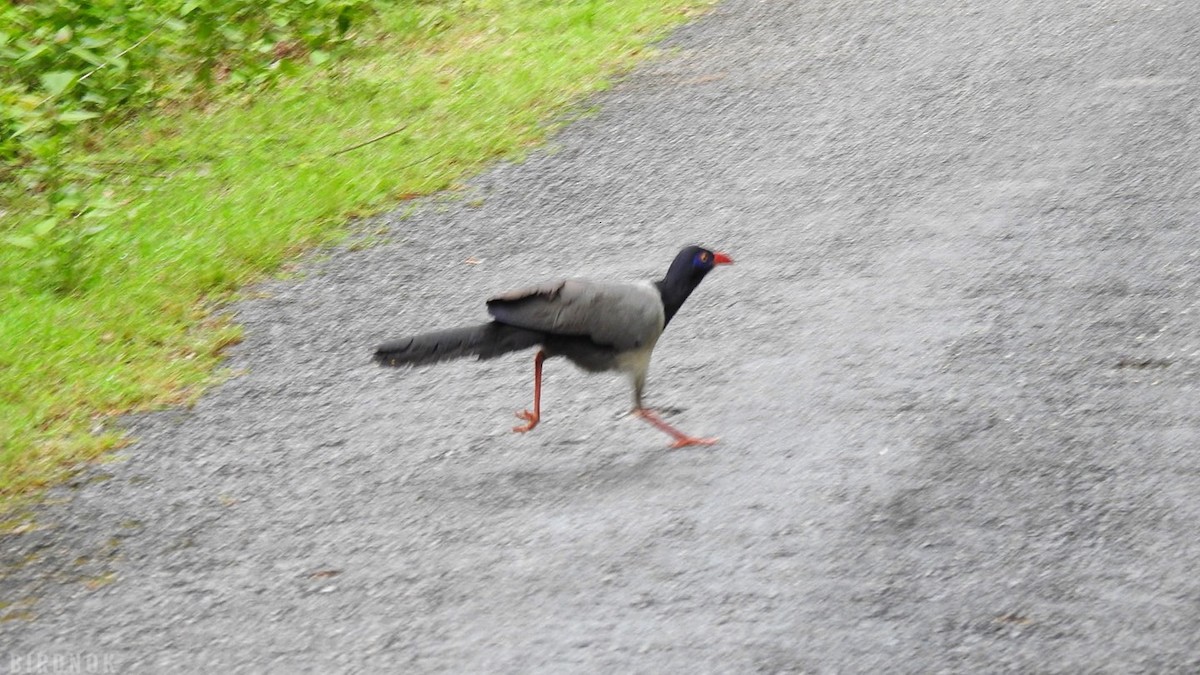 Coral-billed Ground-Cuckoo - ML642103668