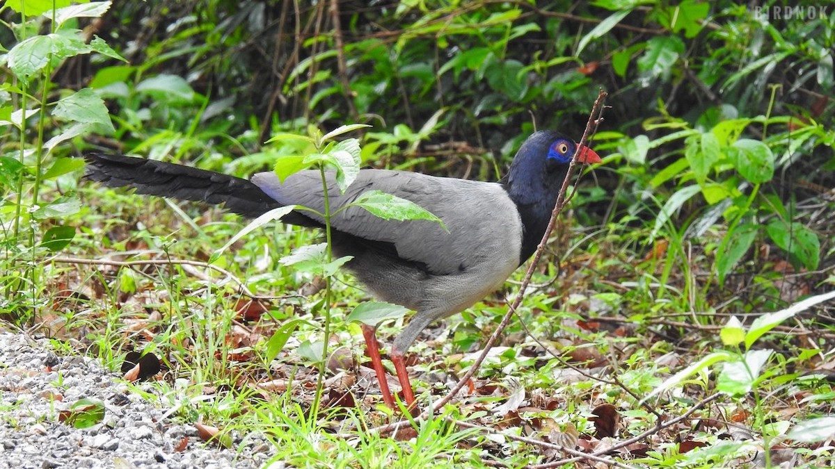 Coral-billed Ground-Cuckoo - ML642103669