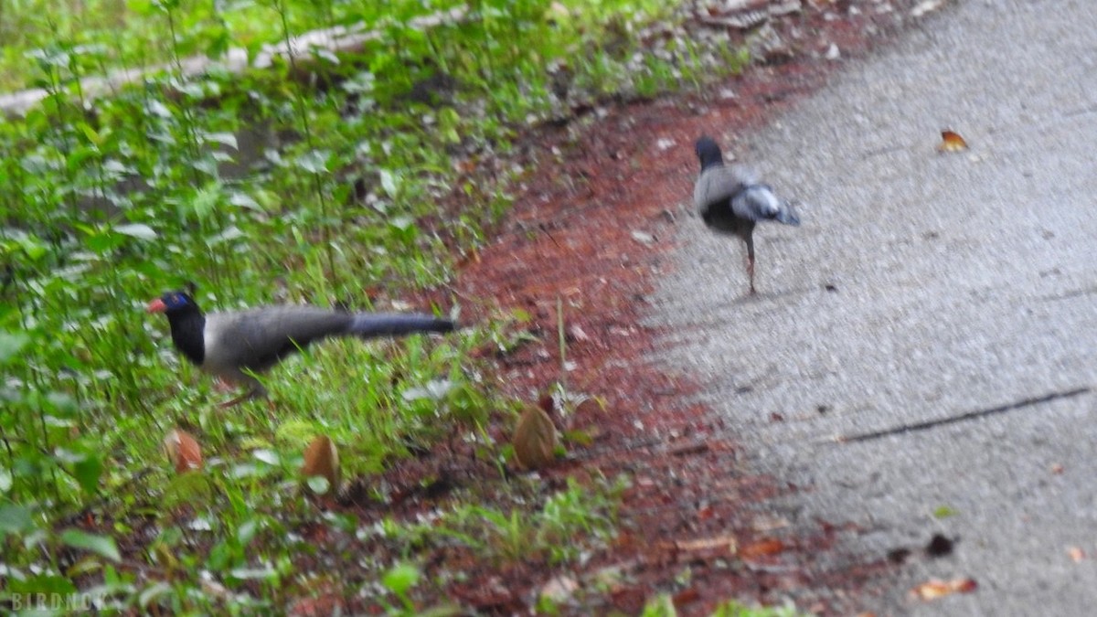 Coral-billed Ground-Cuckoo - ML642103671