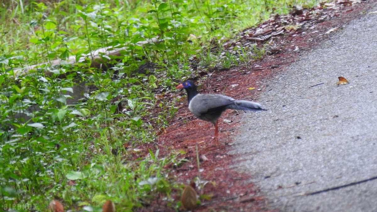 Coral-billed Ground-Cuckoo - ML642103672