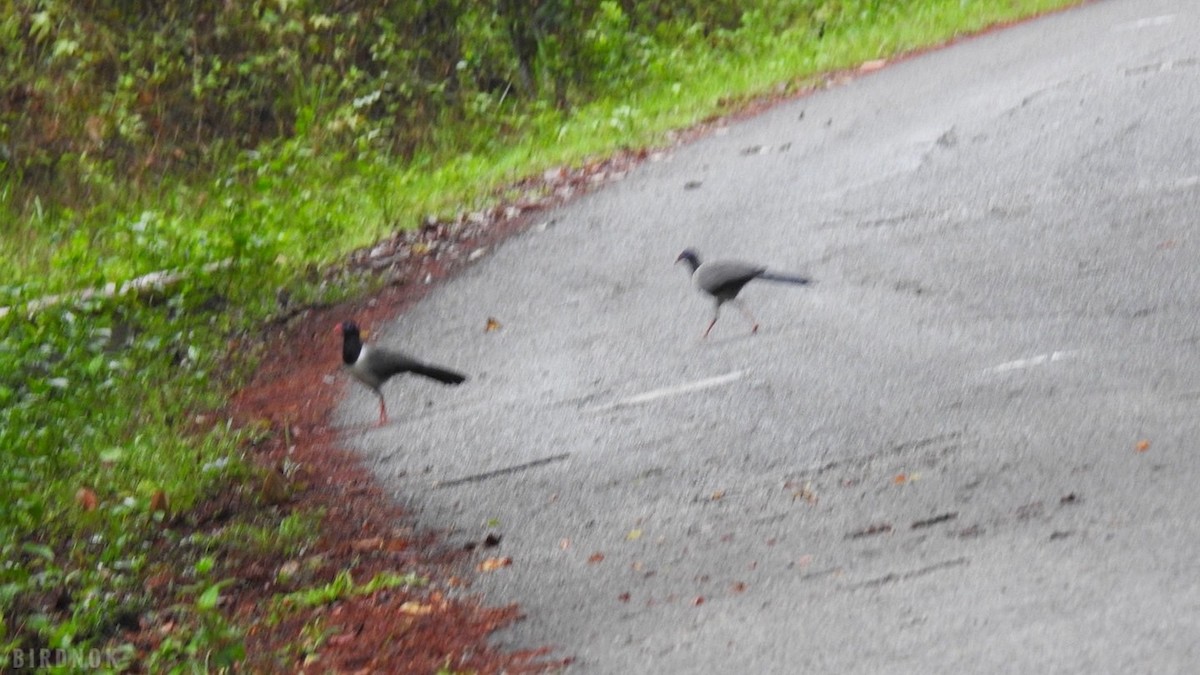 Coral-billed Ground-Cuckoo - ML642103673