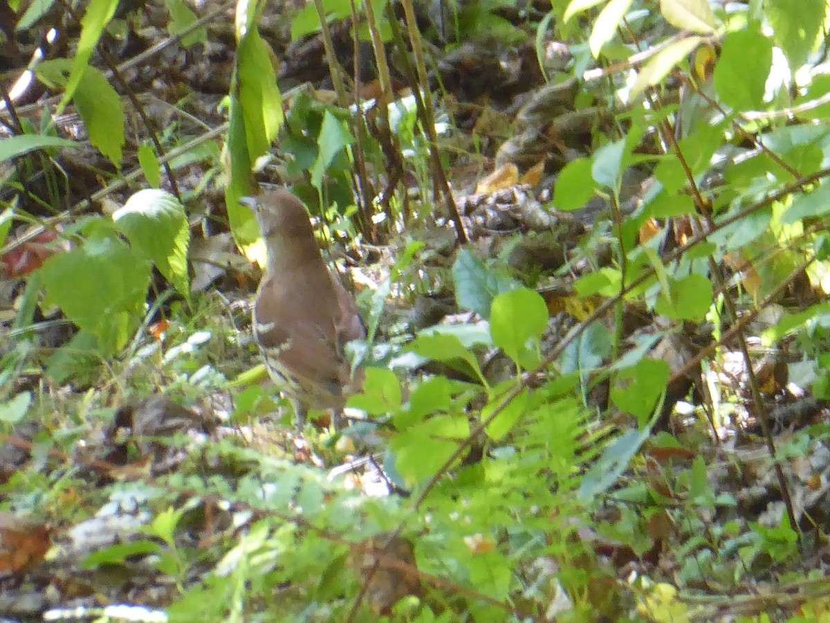 Brown Thrasher - ML642103693