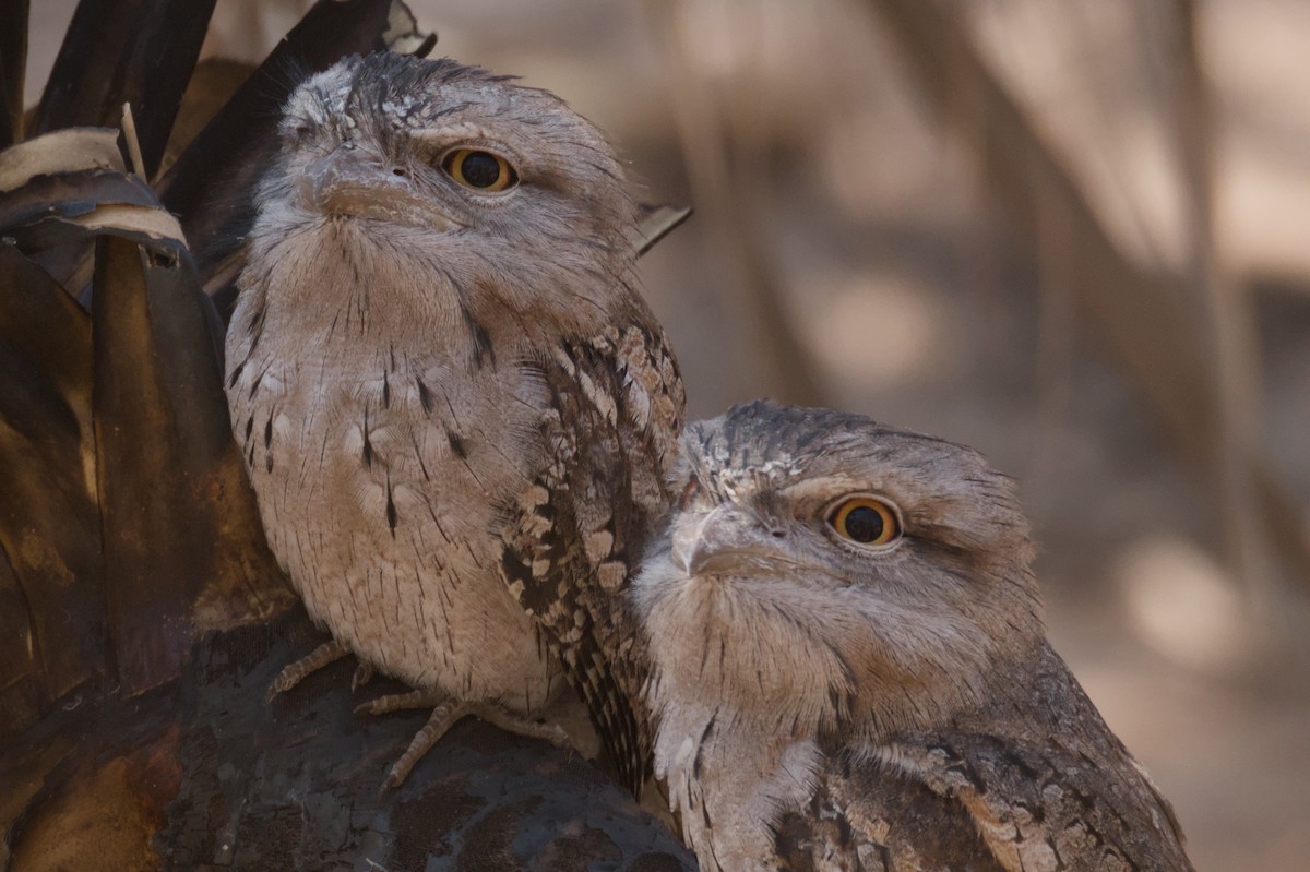 Tawny Frogmouth - ML642103694