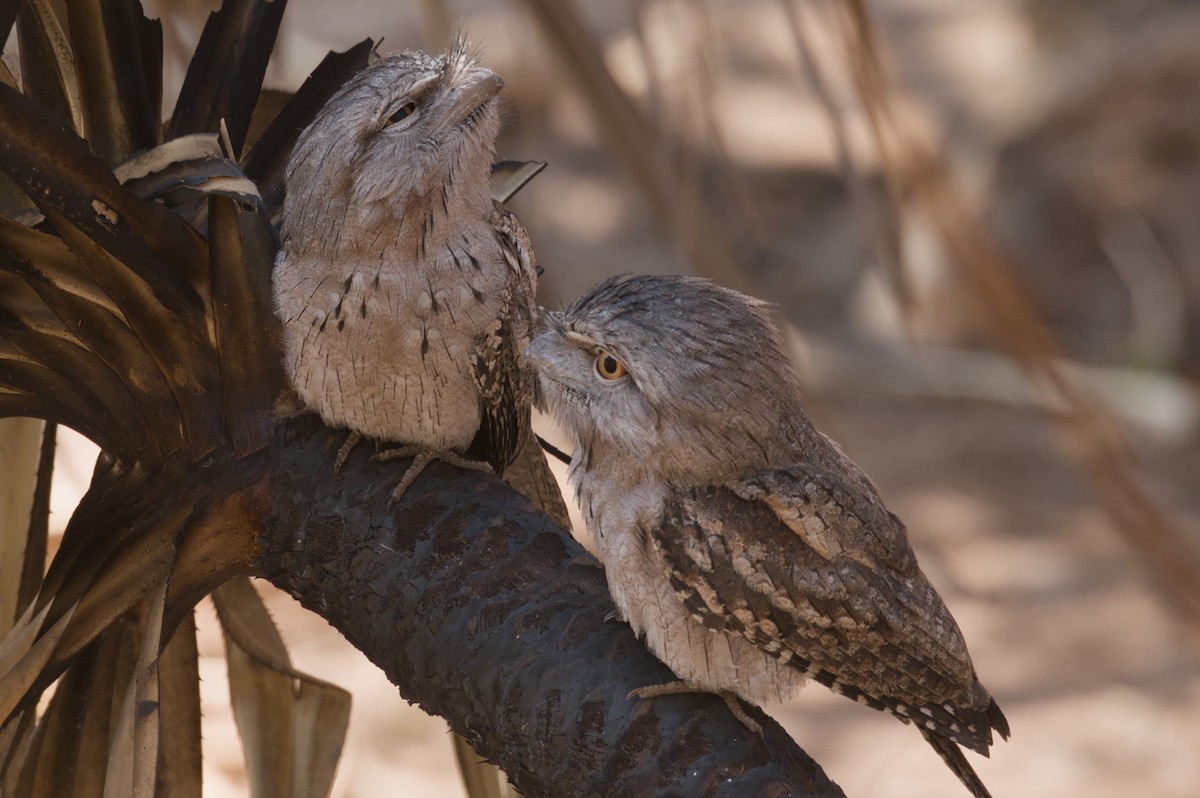 Tawny Frogmouth - ML642103695