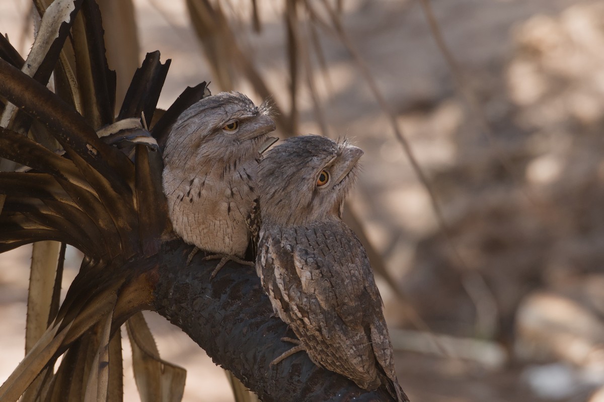 Tawny Frogmouth - ML642103696