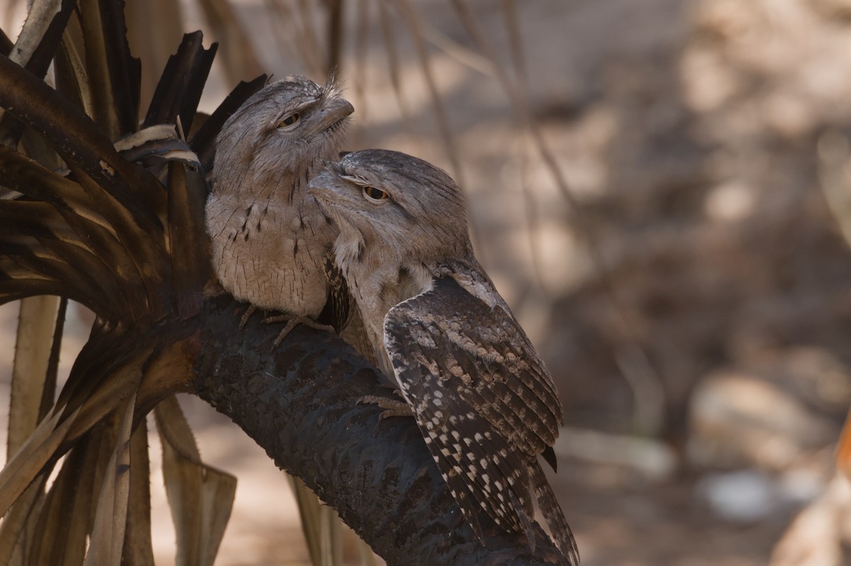 Tawny Frogmouth - ML642103697