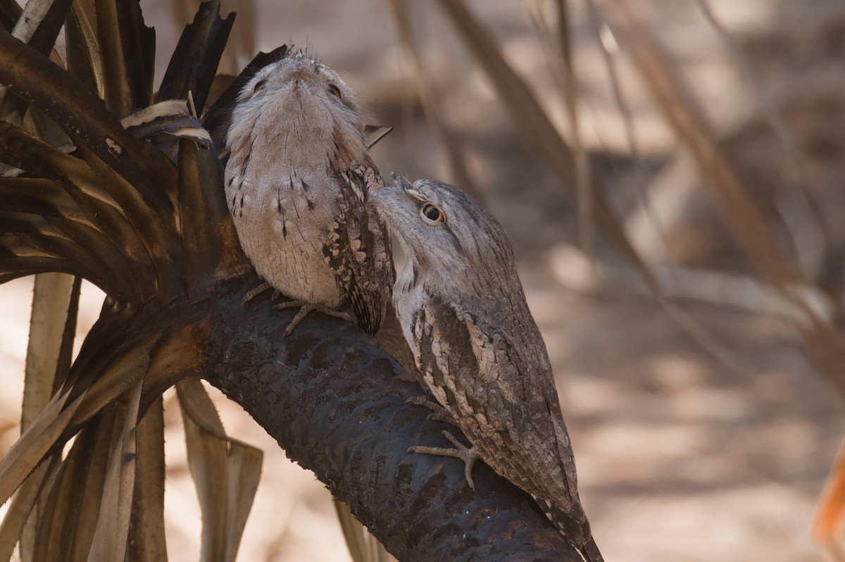 Tawny Frogmouth - ML642103698