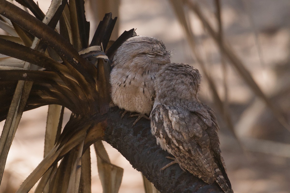 Tawny Frogmouth - ML642103699