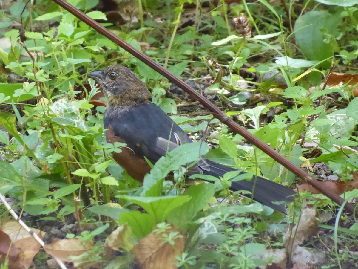Eastern Towhee - ML642103700