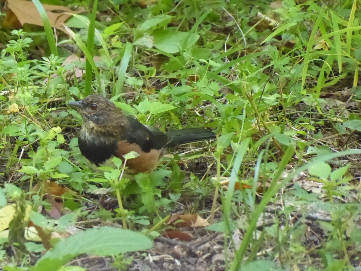Eastern Towhee - ML642103701