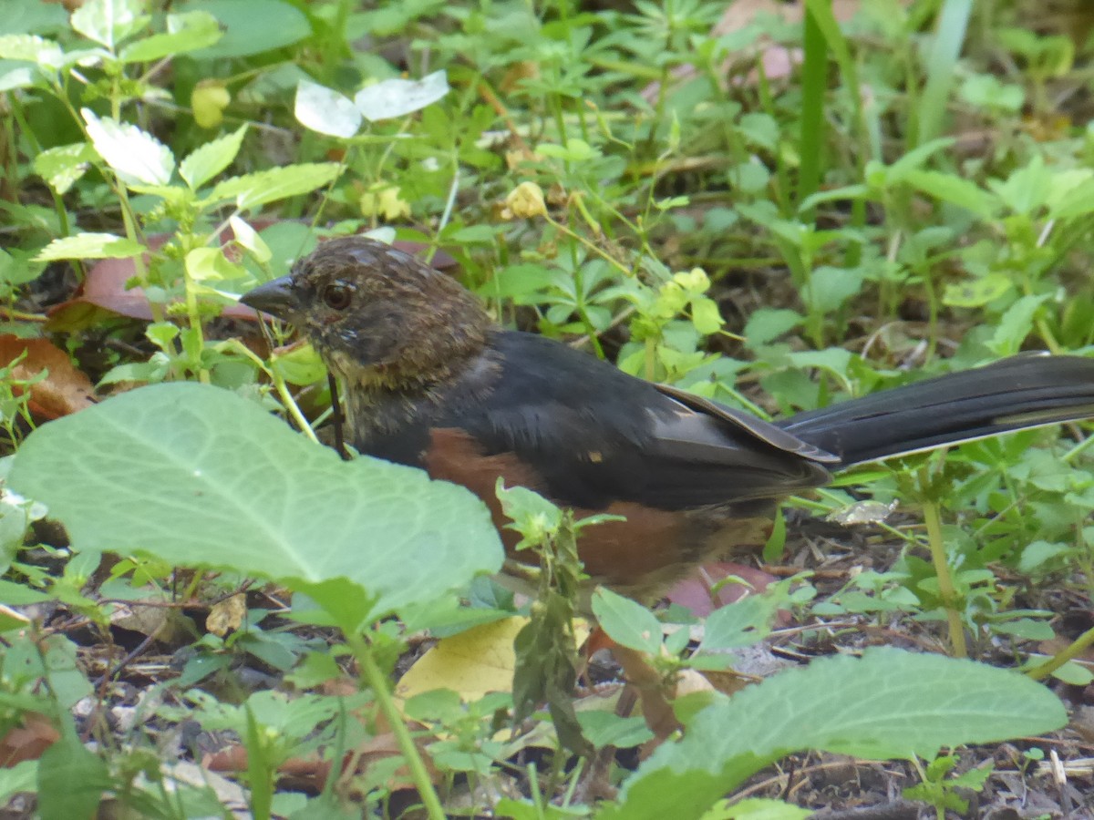 Eastern Towhee - ML642103708