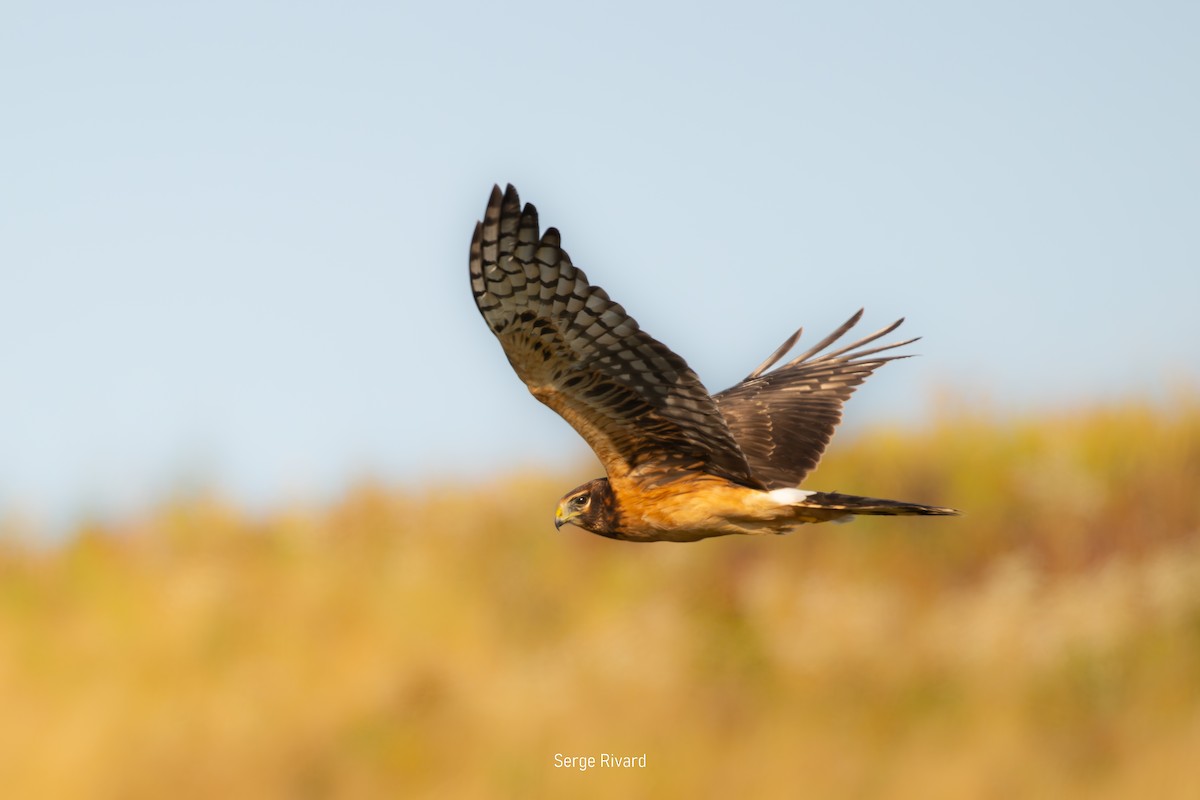 Northern Harrier - ML642103732