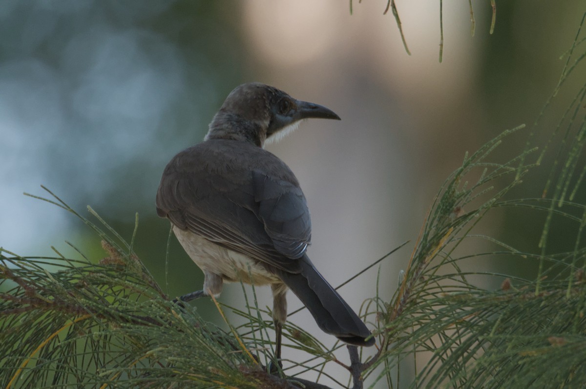 Little Friarbird - ML642103733