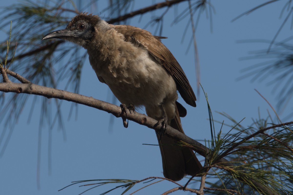 Little Friarbird - ML642103734