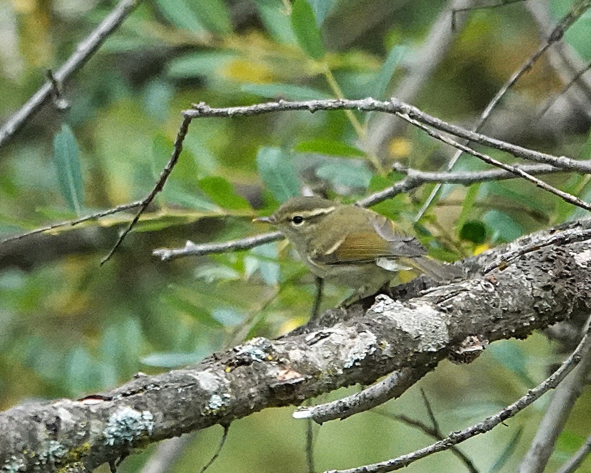 Mosquitero Verdoso - ML642103752
