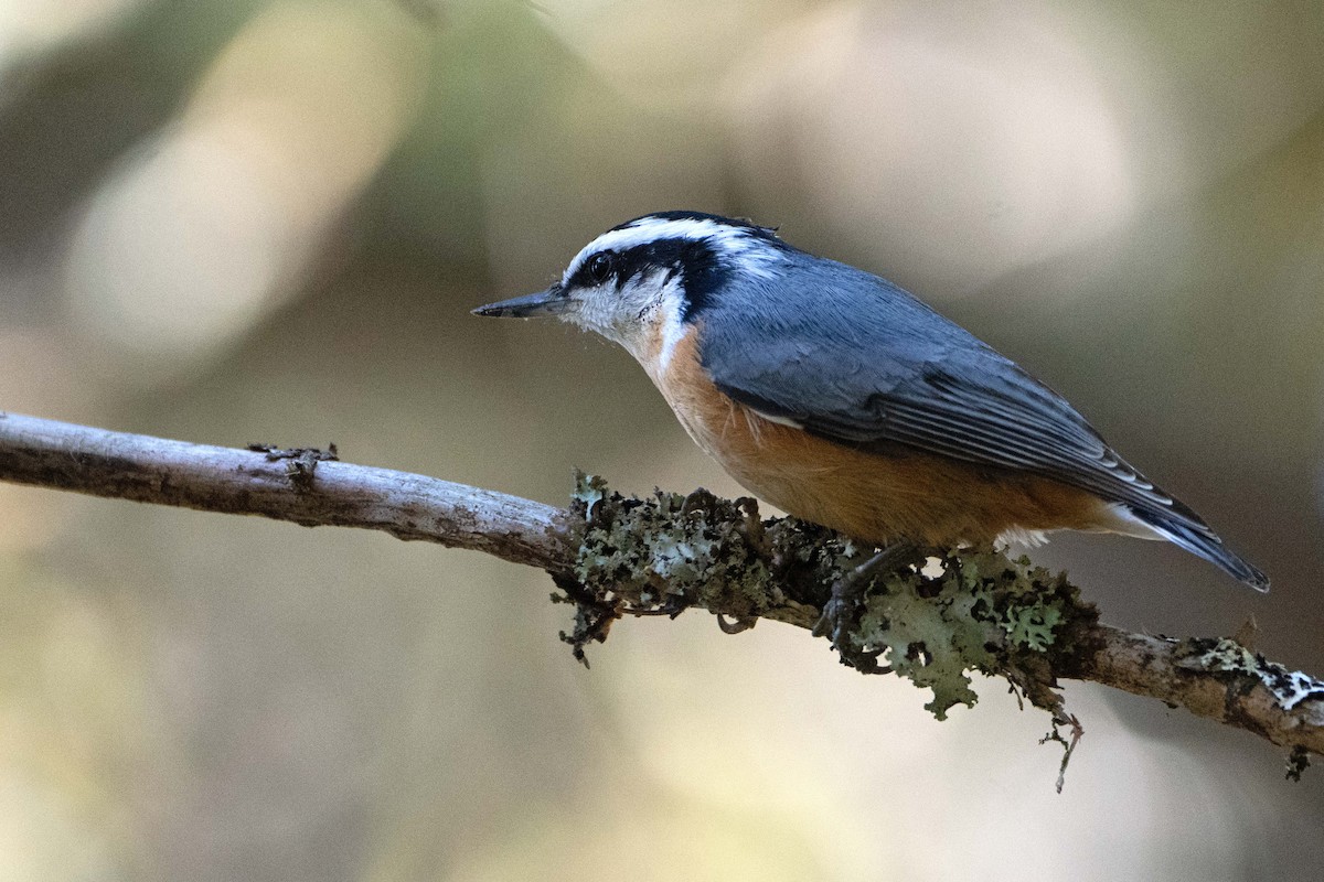 Red-breasted Nuthatch - ML642103753