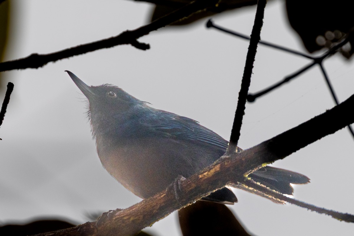 Pinchaflor Azulado - ML642103760