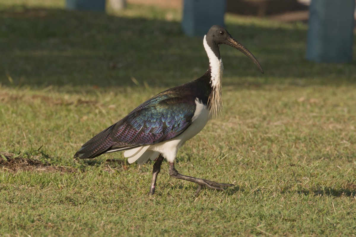 Straw-necked Ibis - ML642103772