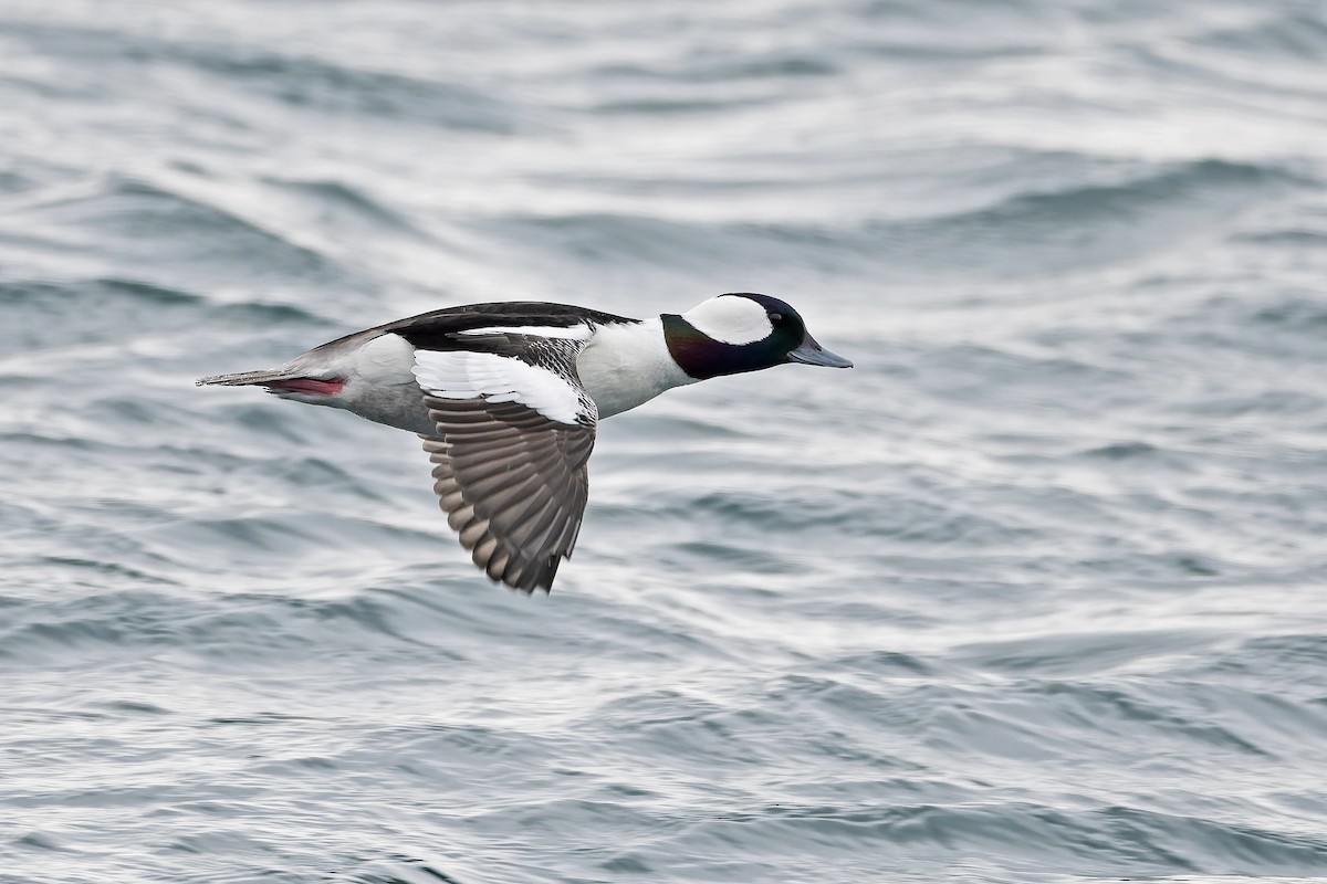 Bufflehead - ML642103773