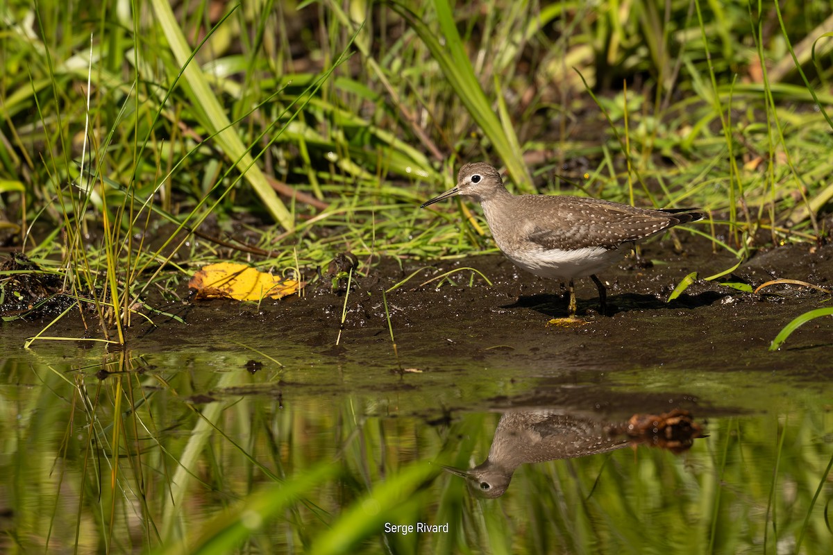 Solitary Sandpiper - ML642103786