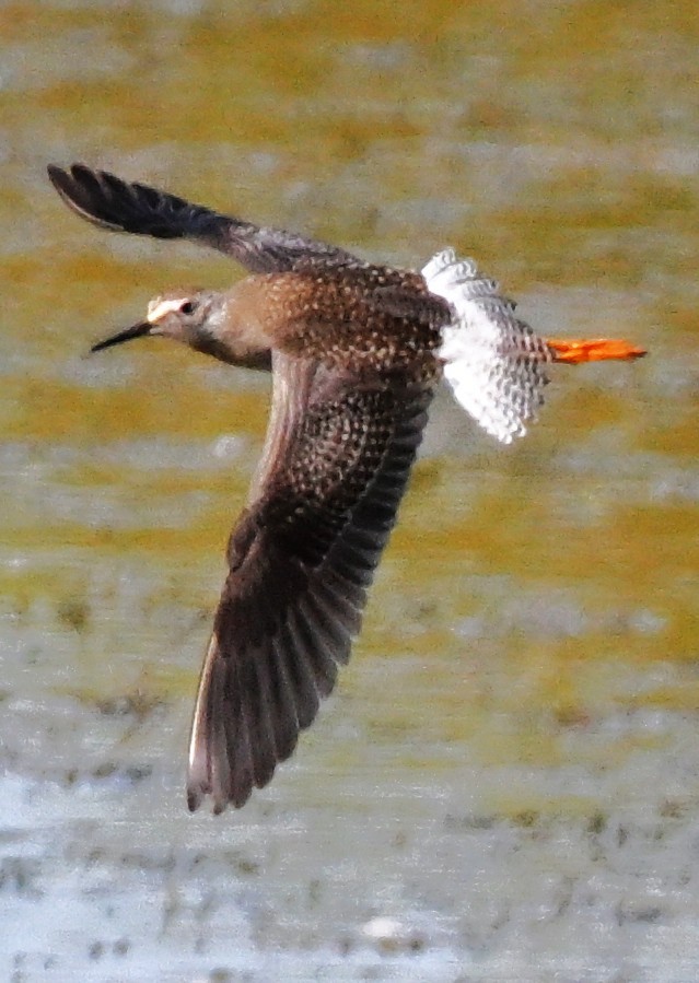 Greater Yellowlegs - ML642103822