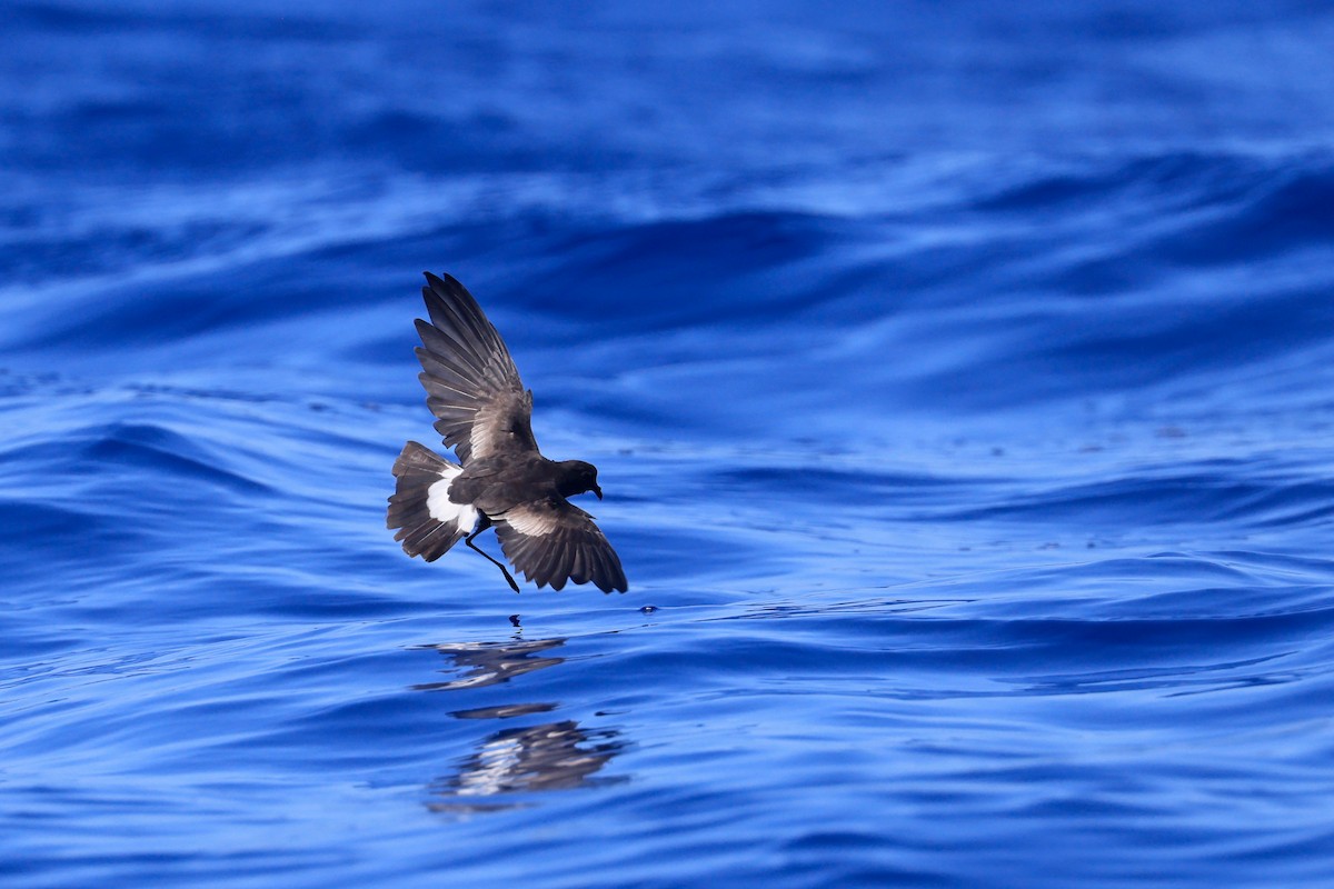 Wilson's Storm-Petrel - ML642103824