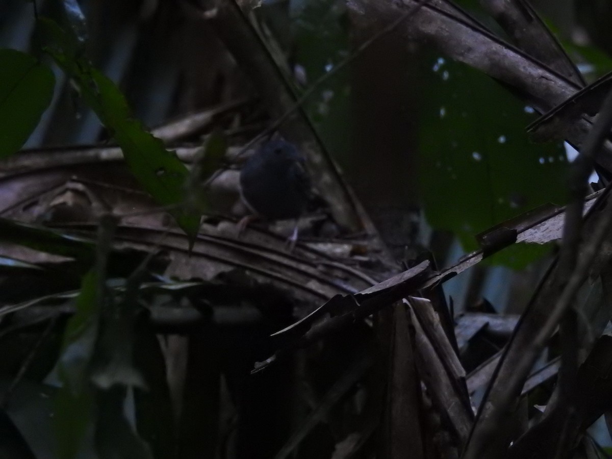 Rufous-faced Antbird - ML642103829