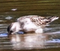 Semipalmated Sandpiper - ML642103835