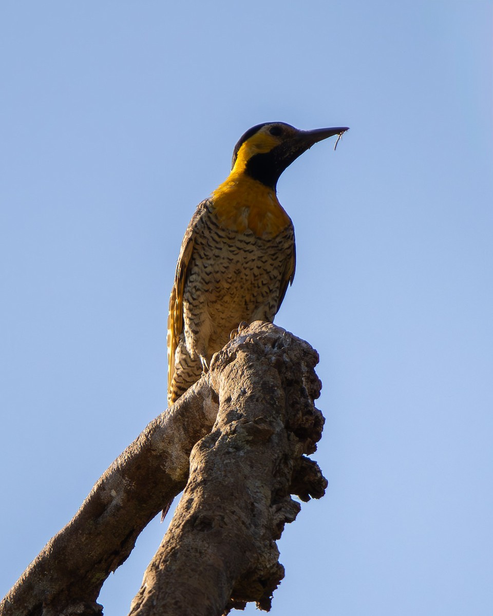 Campo Flicker - ML642103836