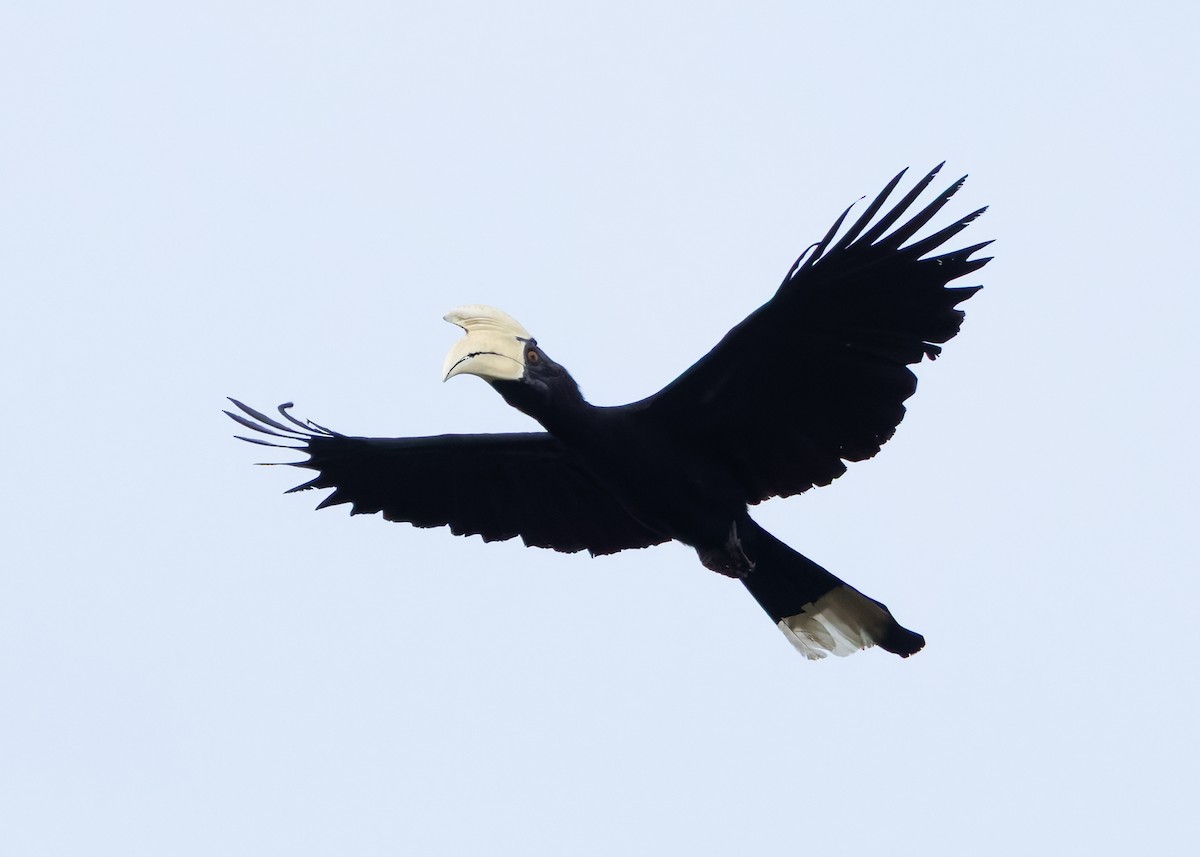 Black Hornbill - ML642103837