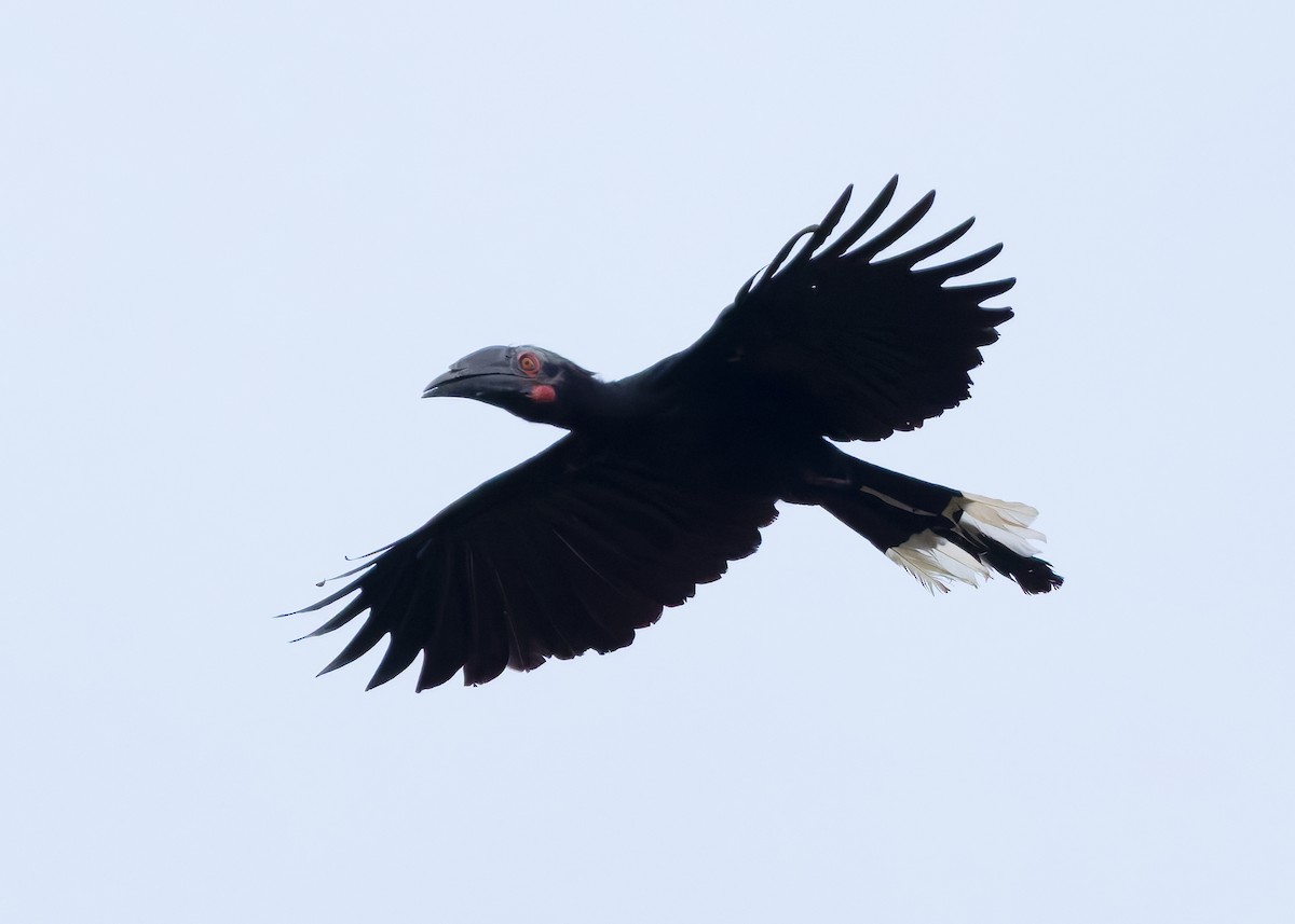 Black Hornbill - ML642103838