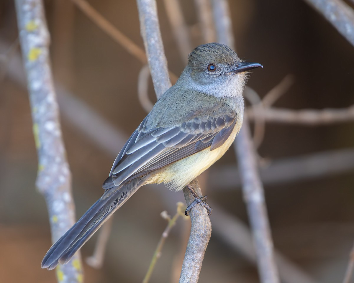 Yellow-bellied Elaenia - ML642103839