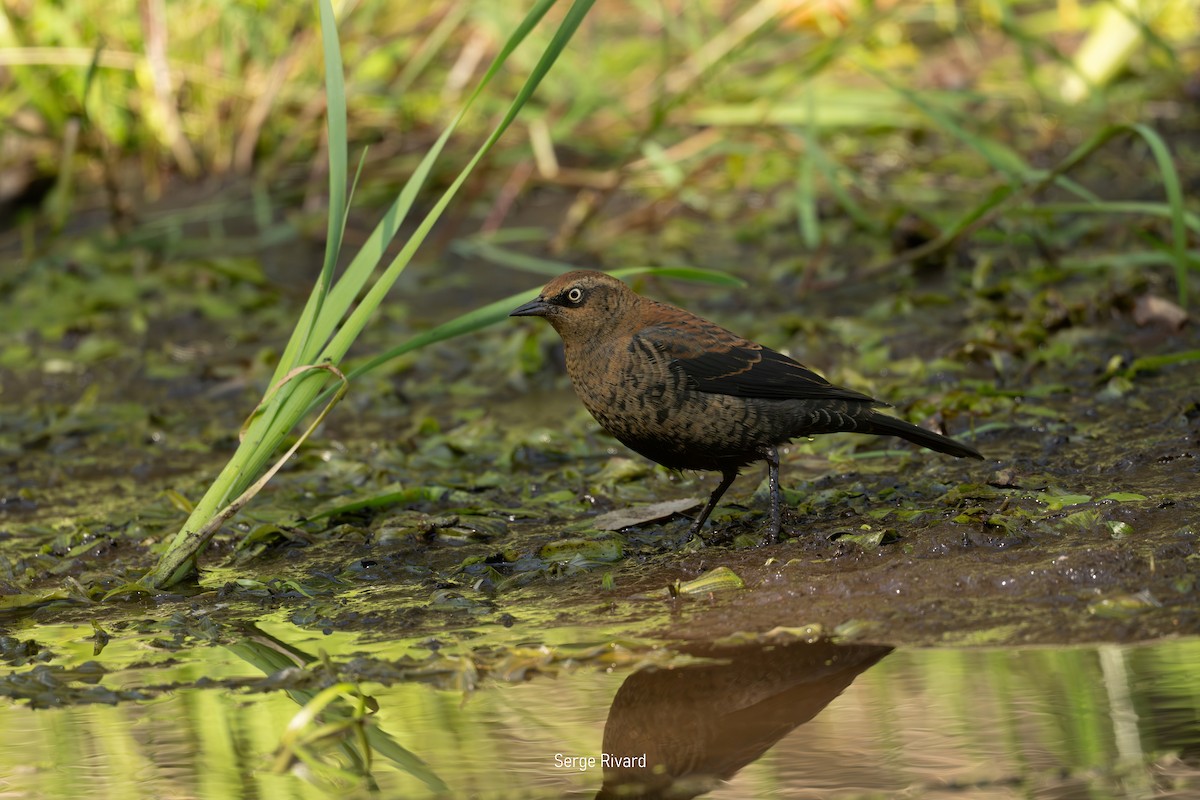 Rusty Blackbird - ML642103840