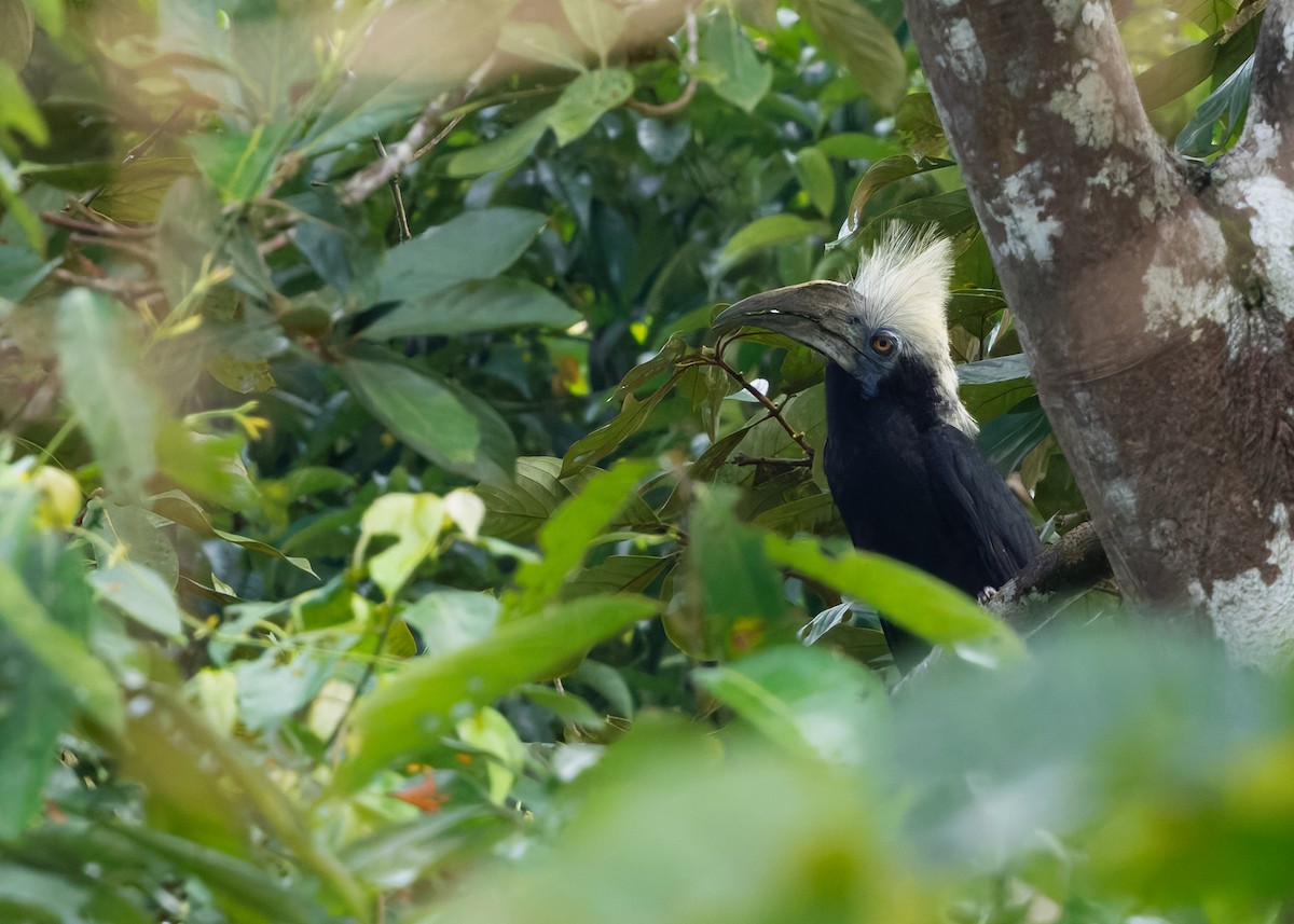 White-crowned Hornbill - ML642103841