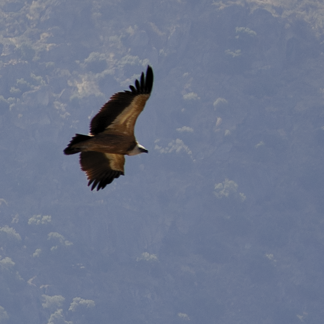 Eurasian Griffon - ML642103842