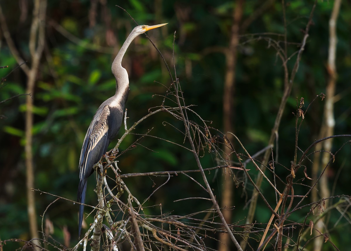 Oriental Darter - ML642103843