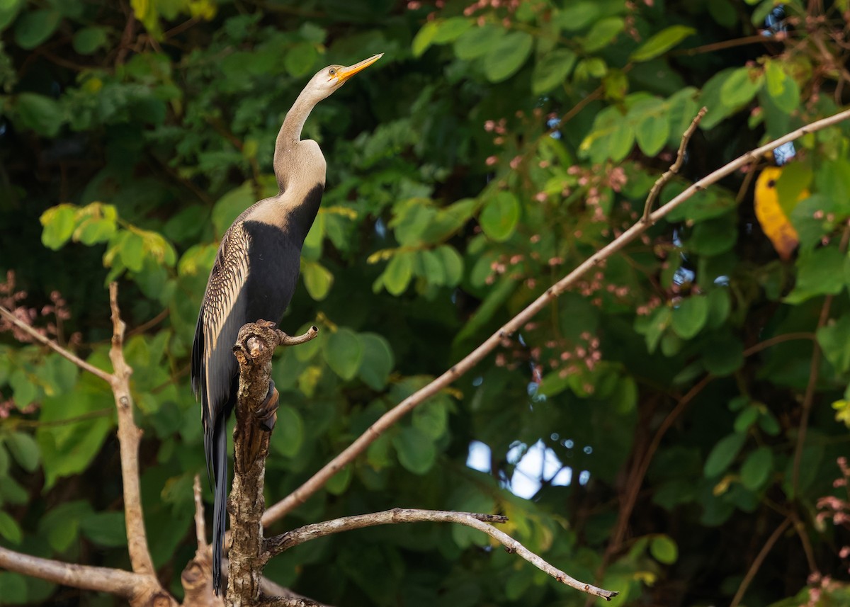 Oriental Darter - ML642103844