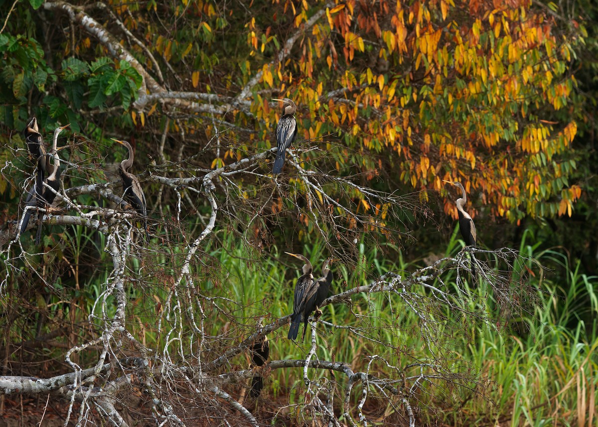 Oriental Darter - ML642103845