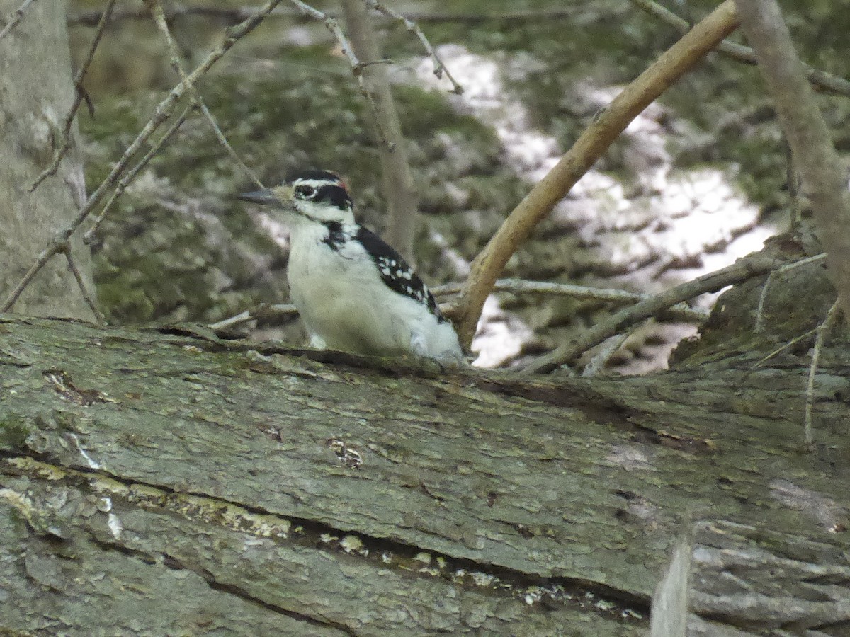 Hairy Woodpecker - ML642103846