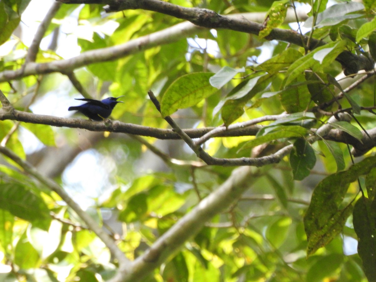 Purple Honeycreeper - ML642103849