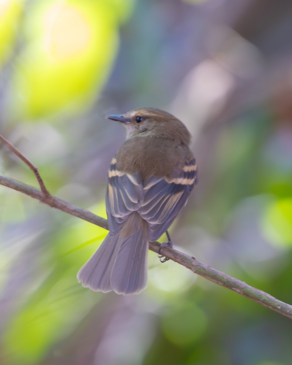 Fuscous Flycatcher - ML642103851