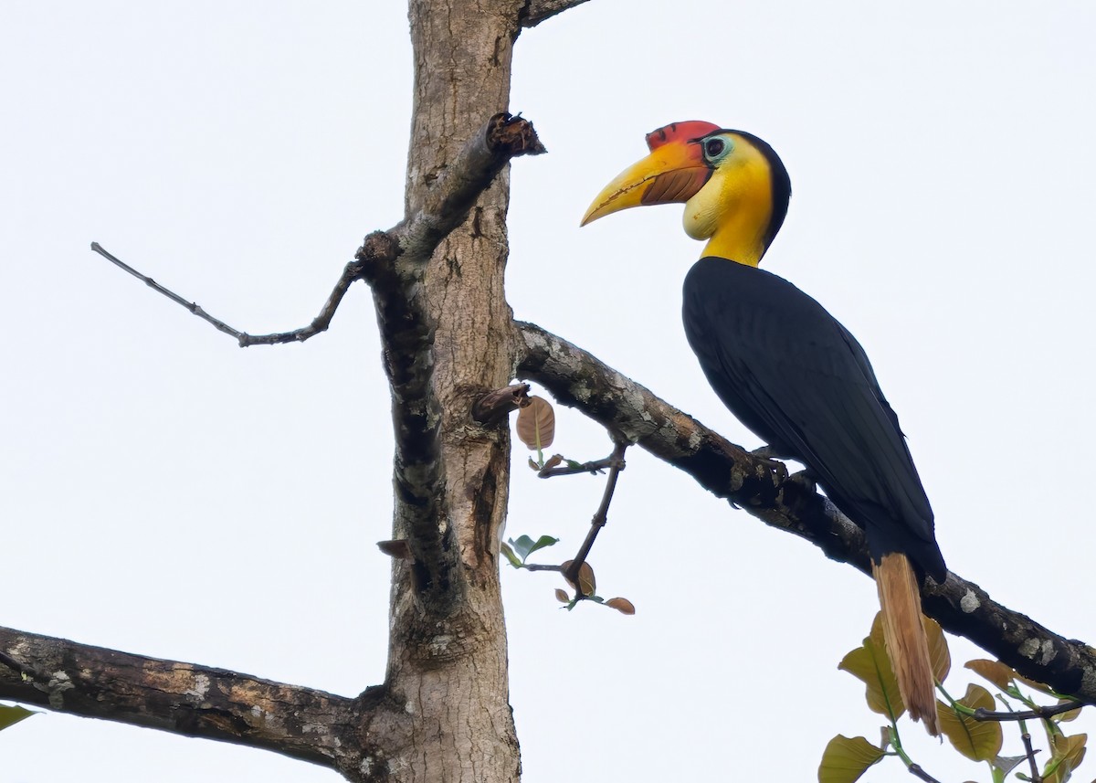 Wrinkled Hornbill - ML642103854